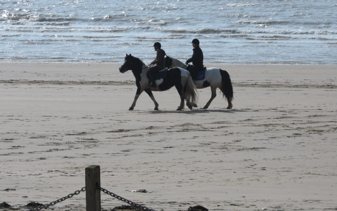 Watching the Horses from Stowaway Beach House Camber