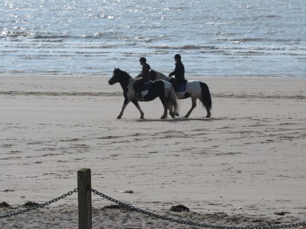 Horses seen from the lounge