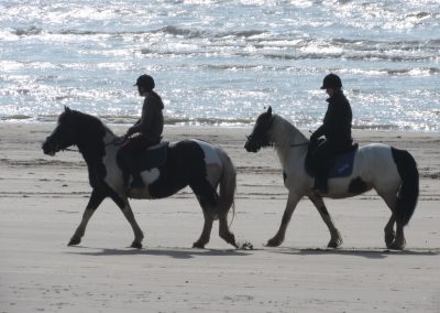 Camber Horses in the morning